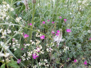 Valloire fleurs blanches et roses