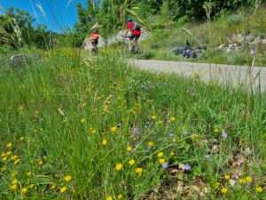 Valloire fleurs et vélo